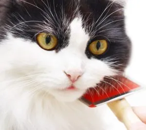 котка гребен котка гребен