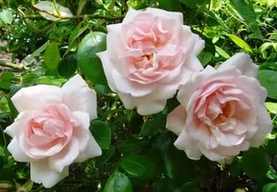 Породите Rose Породите Rose