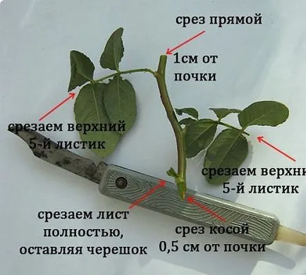 Породите Rose Породите Rose