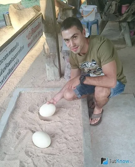 Какво ядем щрауси