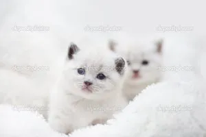 Тя зашити котка