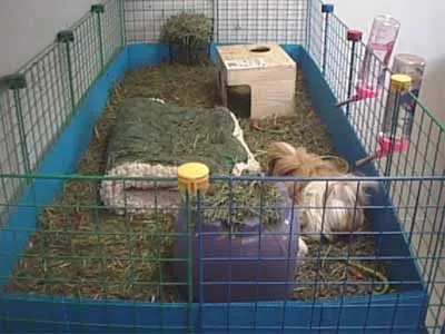 Как да запазим морското свинче