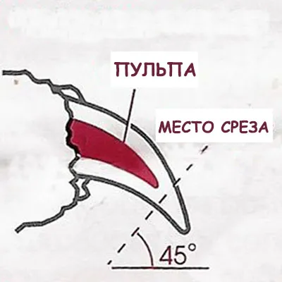 Как да се грижим за декоративен заек Как да се грижим за декоративен заек