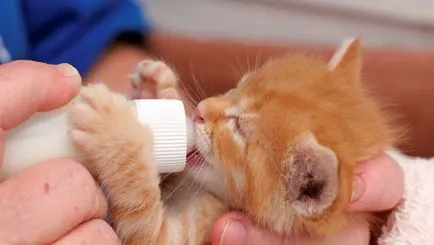 Как да изведе новородено коте Как да изведе новородено коте