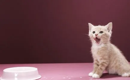 Как да изведе новородено коте Как да изведе новородено коте