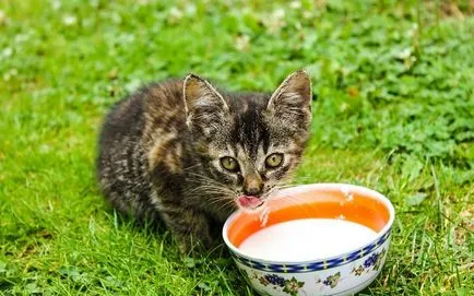 Как да изведе новородено коте Как да изведе новородено коте