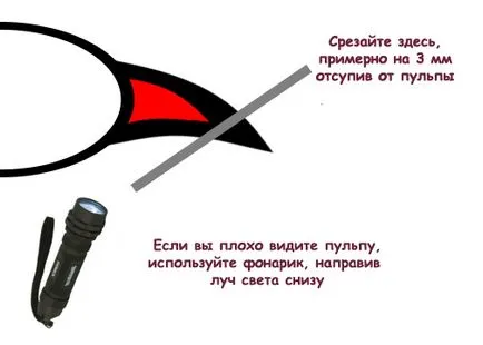 Как да се грижим за декоративен заек Как да се грижим за декоративен заек