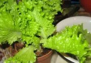 Salat расте