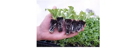 Salat расте Salat расте