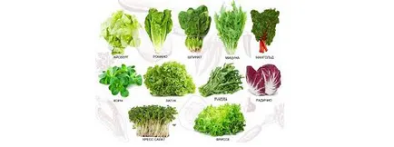 Salat расте Salat расте