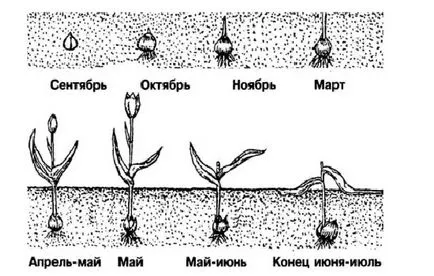 Как да растат лалета