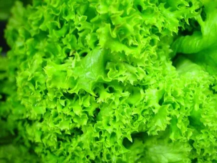 Salat расте