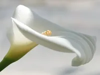 Какво цъфти изпражнения