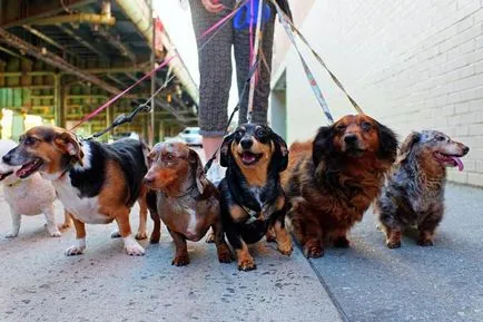 Мечтая много кучета Мечтая много кучета