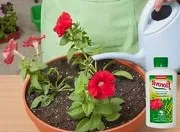 Mi a növény Petunia Mi a növény Petunia