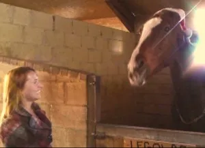 Hogyan értsük meg a ló Hogyan értsük meg a ló