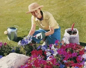 Mi a növény Petunia Mi a növény Petunia