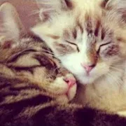 Котенца в сън, като видяха това, което Котенца в сън, като видяха това, което