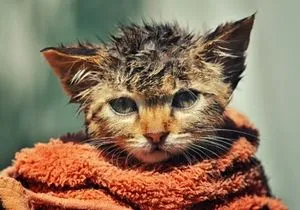 окъпан котка