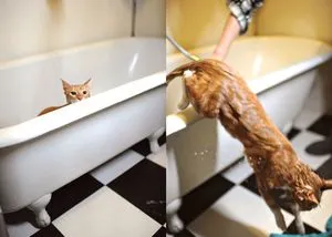 окъпан котка