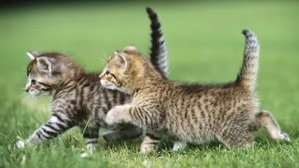 Котенца в сън, като видяха това, което