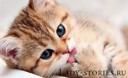 Котка и къщата му