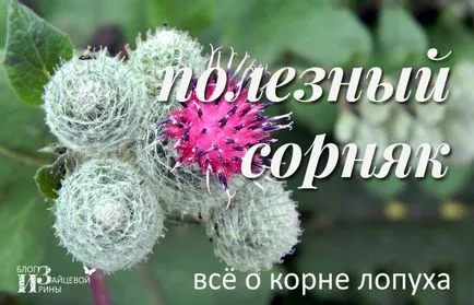 Как да приемате репей