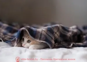 Всичко, от което се нуждаете за едно коте