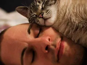 котка създаден