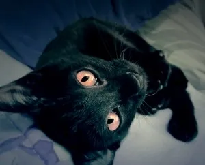 Котка и къщата му