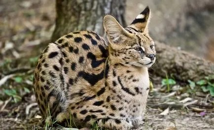 Порода на котка сервал