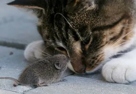 Котка и къщата му