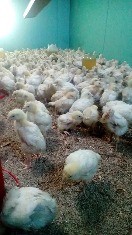 продават пилета