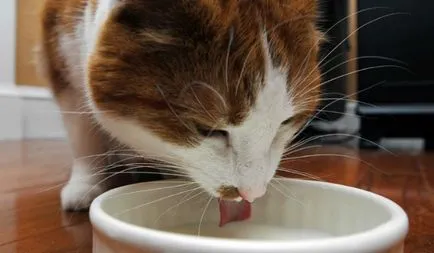 Млякото за котки