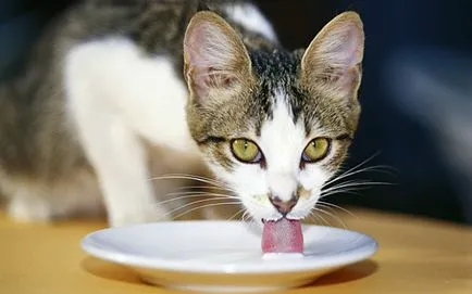 Млякото за котки