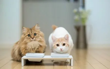 Млякото за котки