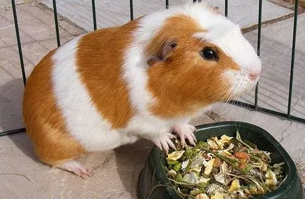 Как да запазим морското свинче