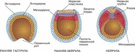 Neurula го Neurula го