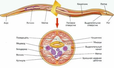 nemozolom лечение