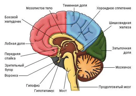 Нистагъм какво е Нистагъм какво е