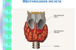 обем на щитовидната жлеза при децата обем на щитовидната жлеза при децата