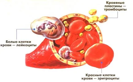 Общ анализ на кръв от пръста