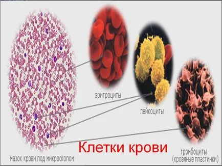 Общ анализ на кръв от пръста
