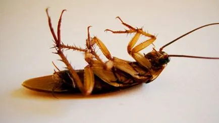 Какво се появява хлебарки