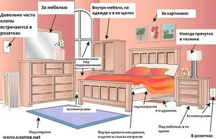 От кои буболечки, растителни От кои буболечки, растителни