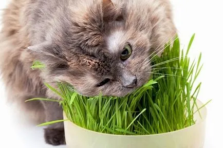 Витамин за котки