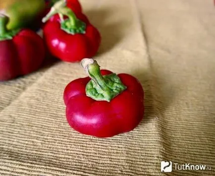 Pepper ratunda какво е