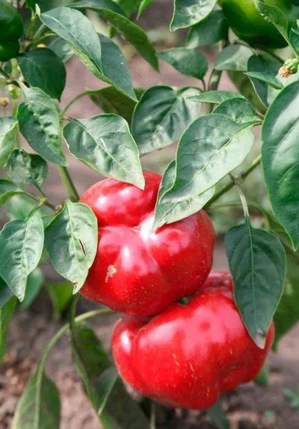 Pepper ratunda какво е
