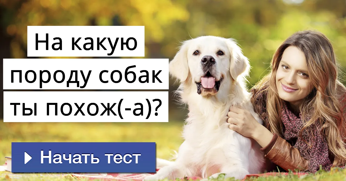Teszt a fajta kutya