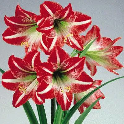 Защо не Amaryllis цъфтеж
